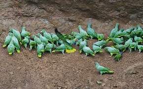 Southern Mealy Amazon