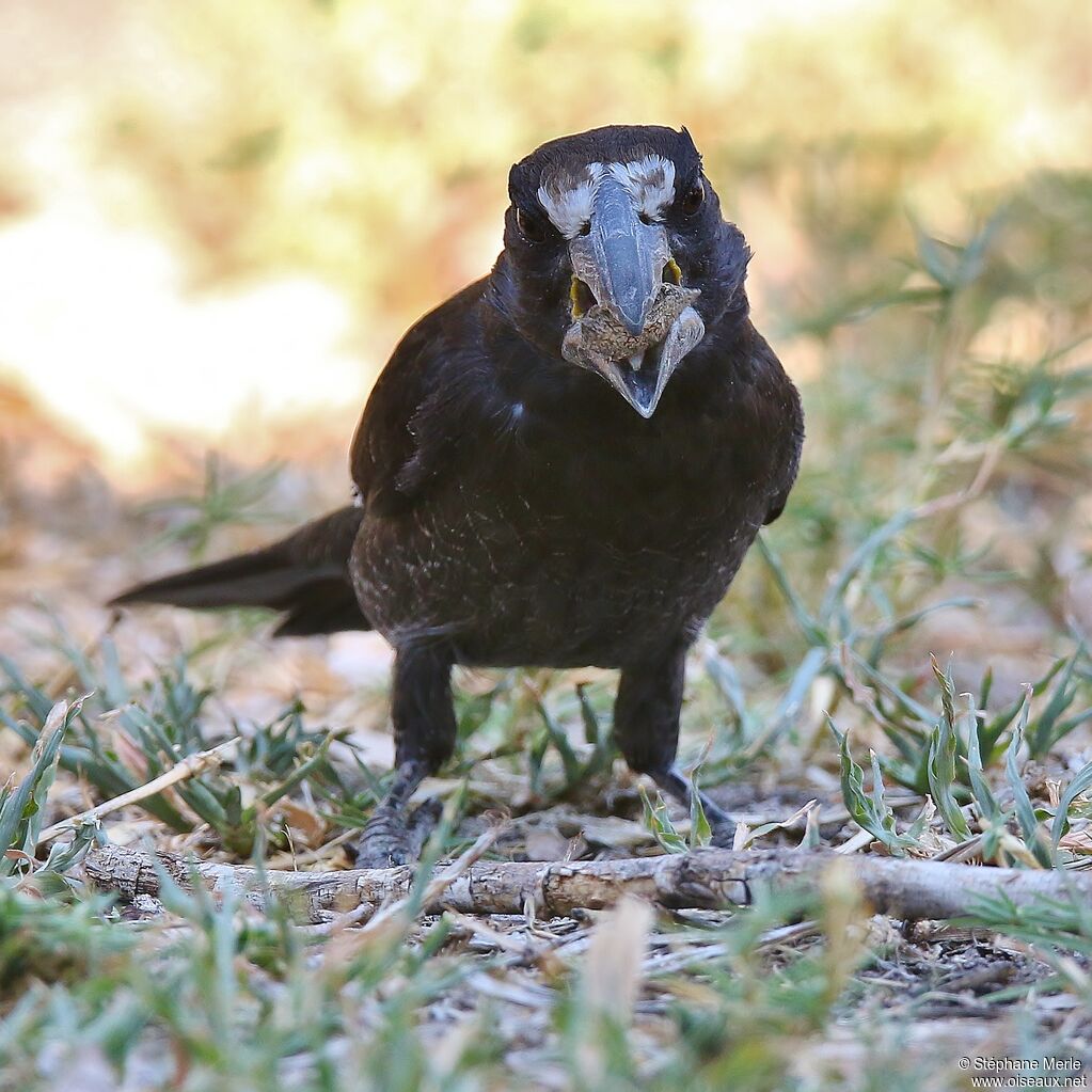 Thick-billed Weaver male adult