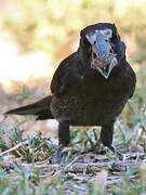 Thick-billed Weaver