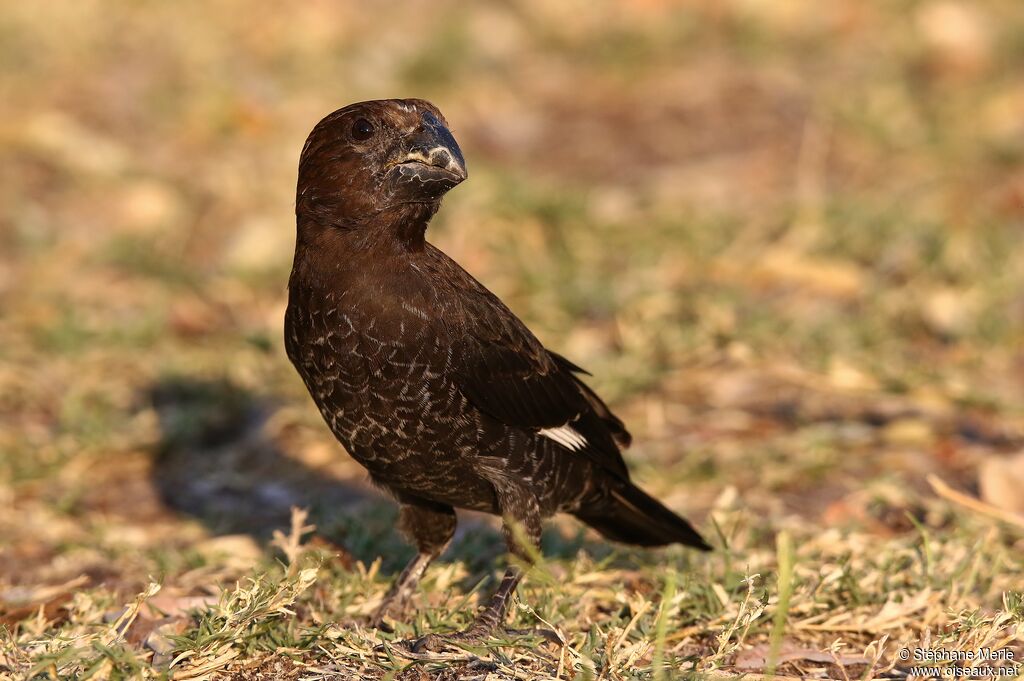 Thick-billed Weaver male