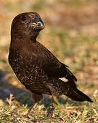 Thick-billed Weaver