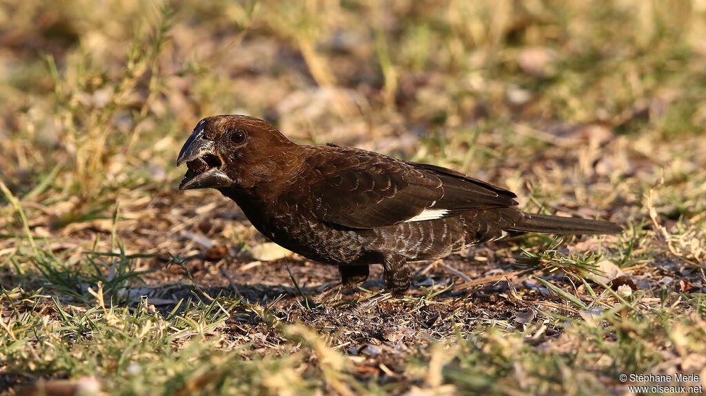 Thick-billed Weaver male