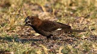 Thick-billed Weaver