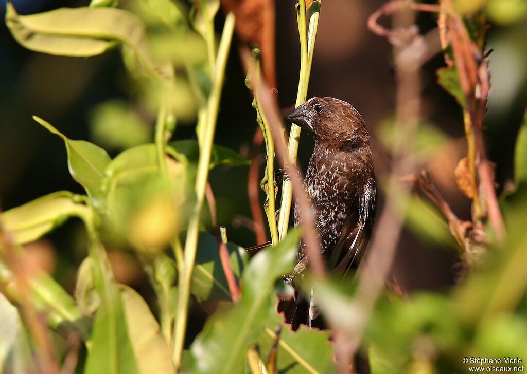 Thick-billed Weaver male adult