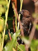 Thick-billed Weaver