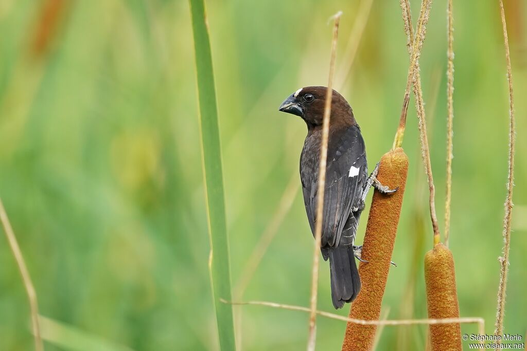 Thick-billed Weaver male adult