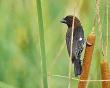 Thick-billed Weaver