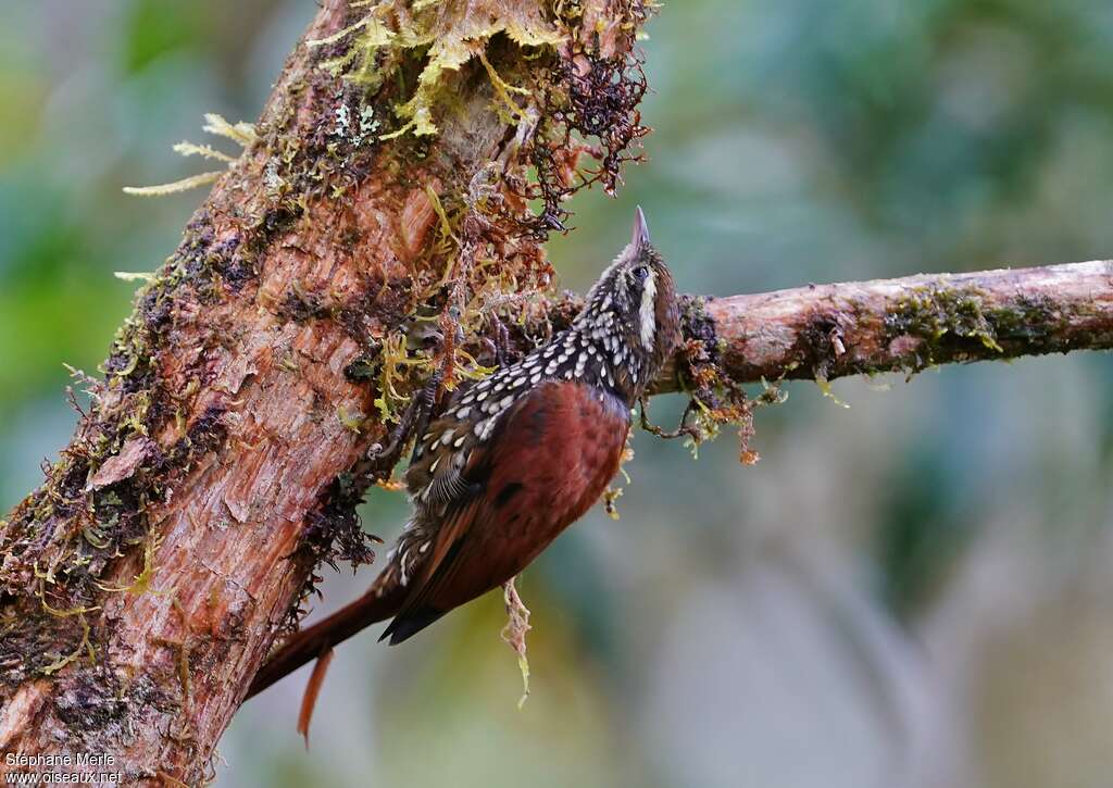 Anabasitte perléeadulte, identification