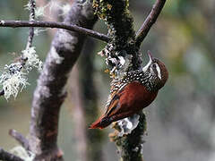 Pearled Treerunner