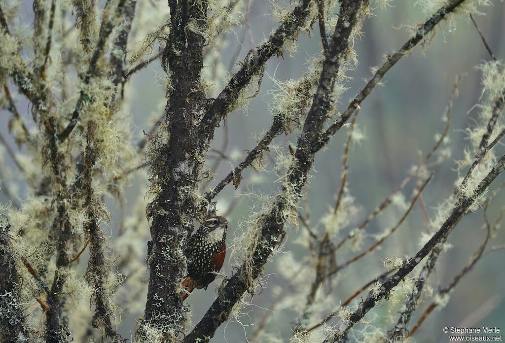 Pearled Treerunner