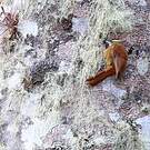 Anabasitte rousse