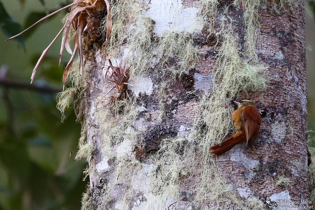 Ruddy Treerunner