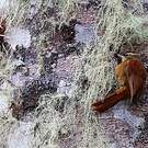 Anabasitte rousse