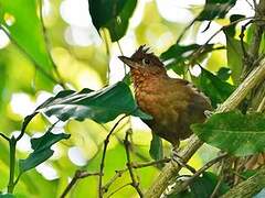 Santa Marta Foliage-gleaner