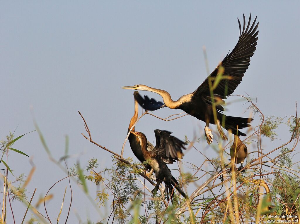 African Darteradult