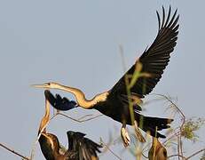 African Darter