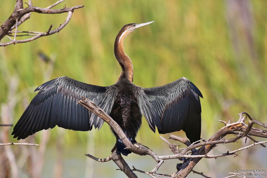 African Darteradult