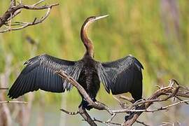 Anhinga d'Afrique