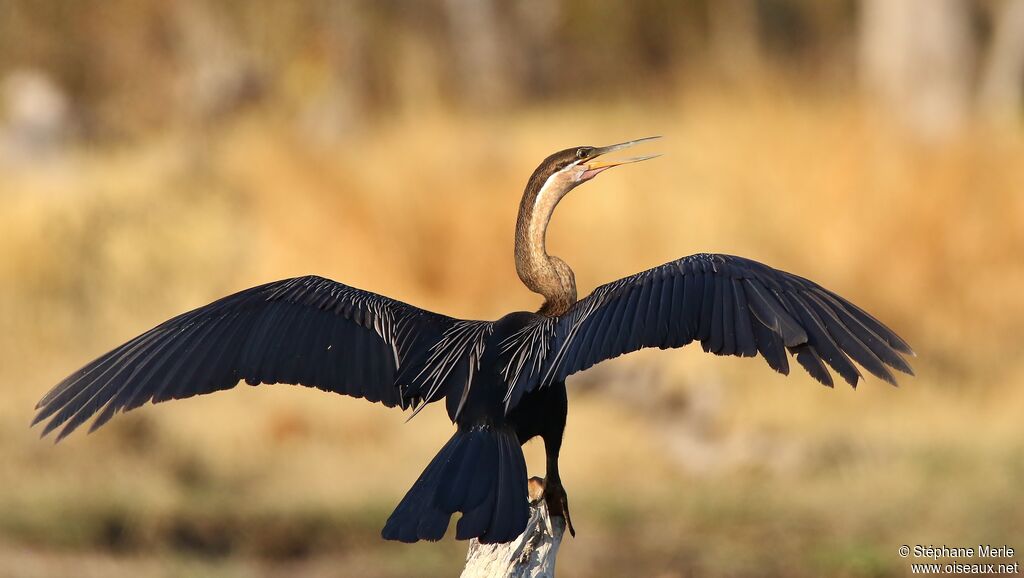 African Darteradult breeding