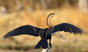 African Darter