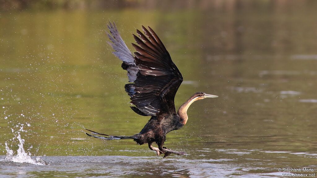 Anhinga d'Afrique