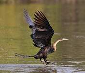 Anhinga d'Afrique