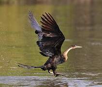 Anhinga d'Afrique