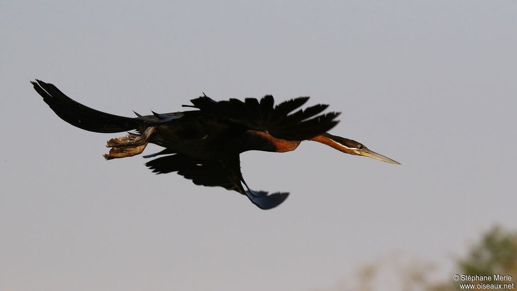 African Darter