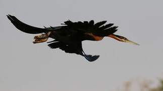 African Darter