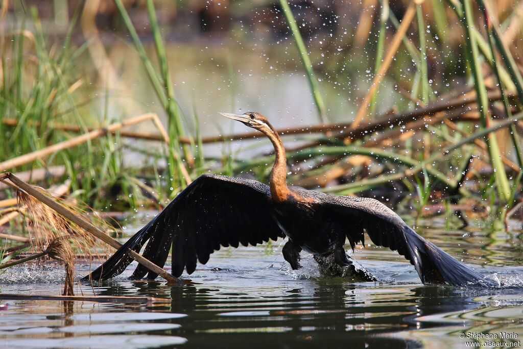 Anhinga d'Afriqueadulte