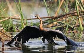 African Darter