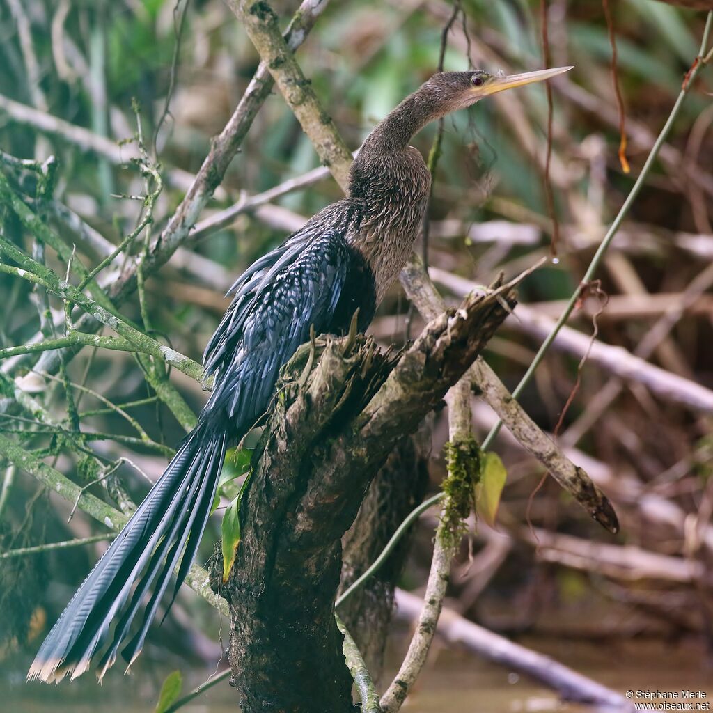 Anhinga d'Amérique