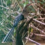 Anhinga d'Amérique