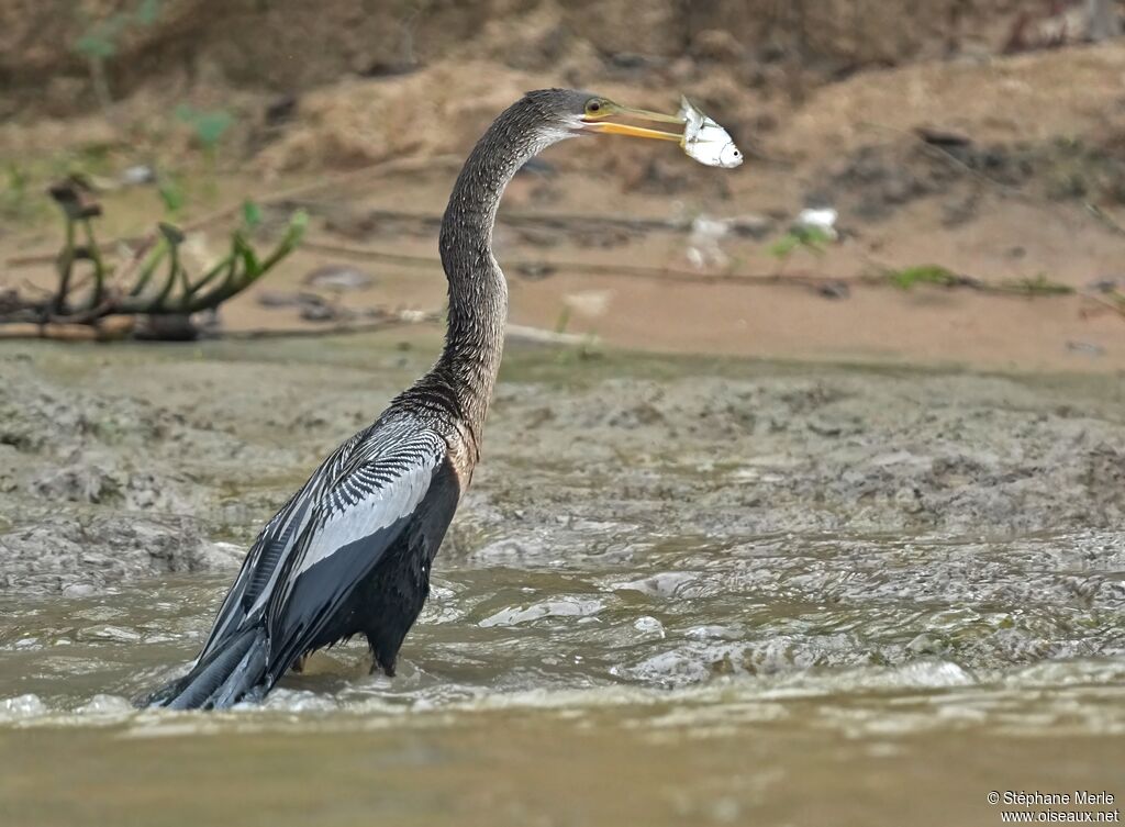 Anhinga female adult