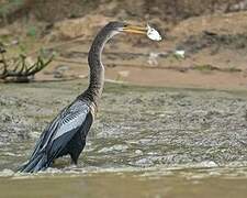 Anhinga d'Amérique