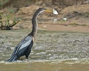 Anhinga d'Amérique