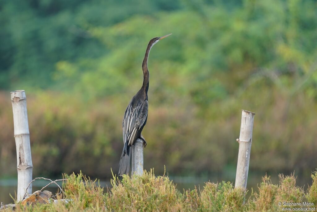 Anhinga rouxadulte