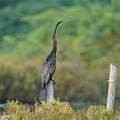 Anhinga roux