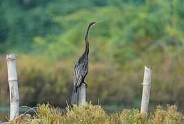 Oriental Darter