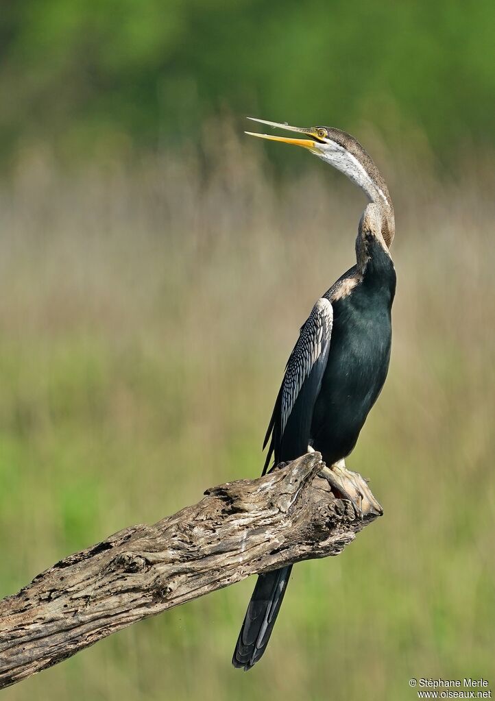 Anhinga rouxadulte