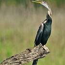 Anhinga roux
