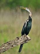 Oriental Darter