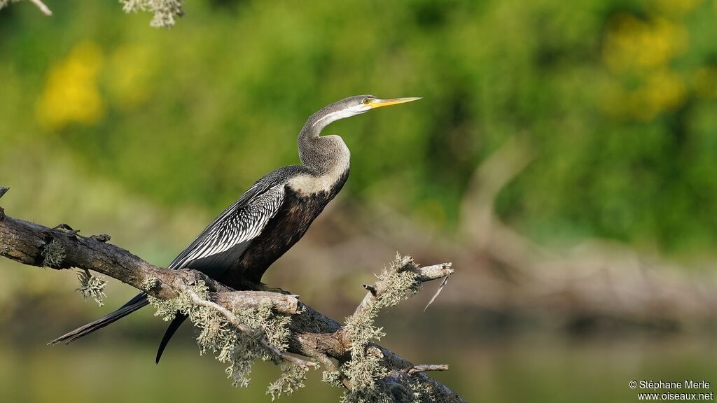 Anhinga rouxadulte