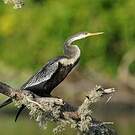 Anhinga roux