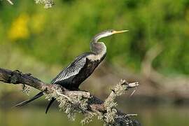 Anhinga roux