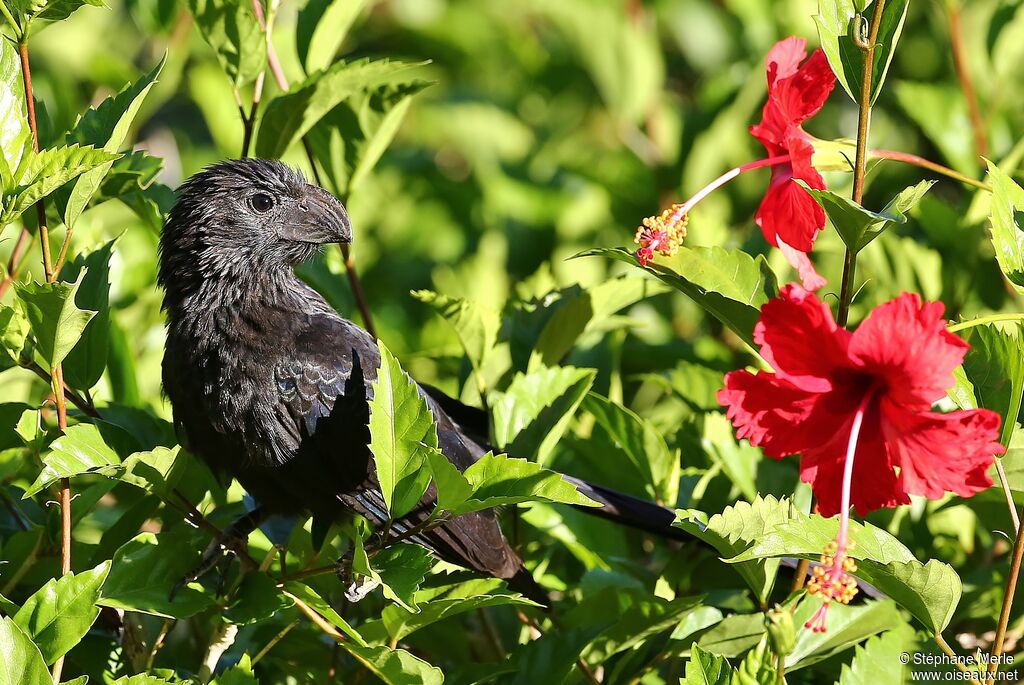 Groove-billed Aniadult