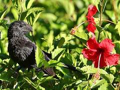 Groove-billed Ani