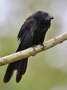 Groove-billed Ani