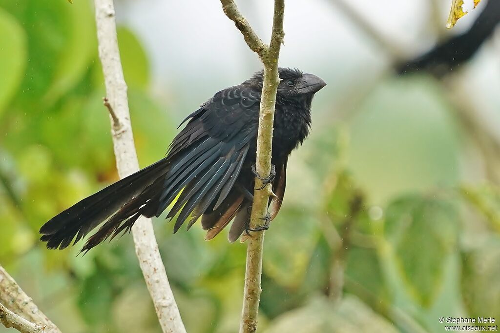 Smooth-billed Aniadult