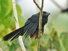 Smooth-billed Ani